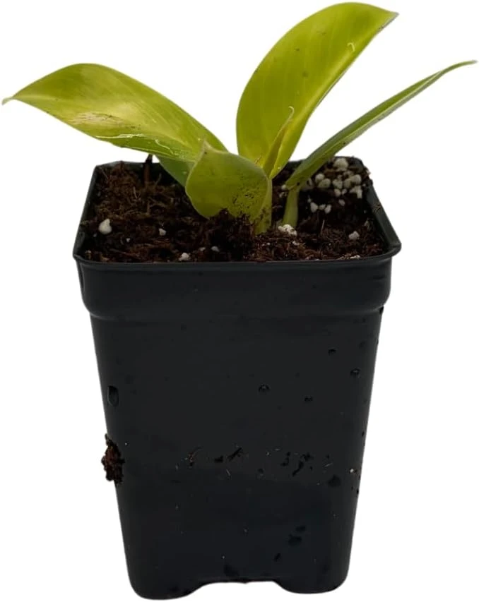 Moonlight Philodendron Live Plant – 2.5 inch Pot – Indoor Houseplant - Image 2