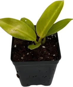 Moonlight Philodendron Live Plant – 2.5 inch Pot – Indoor Houseplant - Image 3