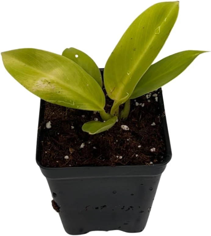 Moonlight Philodendron Live Plant – 2.5 inch Pot – Indoor Houseplant - Image 3