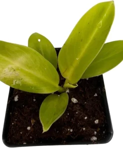 Moonlight Philodendron Live Plant – 2.5 inch Pot – Indoor Houseplant - Image 4