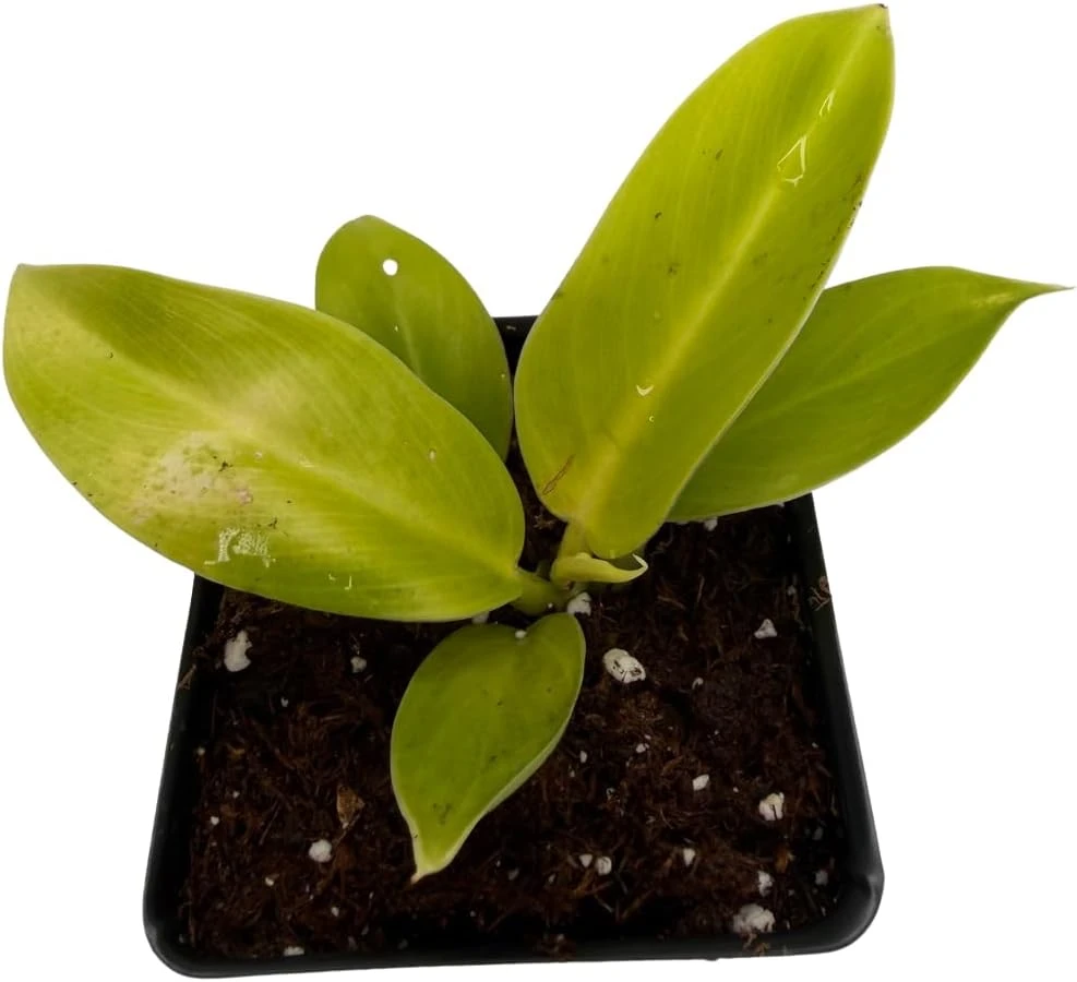 Moonlight Philodendron Live Plant – 2.5 inch Pot – Indoor Houseplant - Image 4