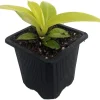 Moonlight Philodendron Live Plant – 2.5 inch Pot – Indoor Houseplant - Image 1
