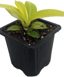 Moonlight Philodendron Live Plant – 2.5 inch Pot – Indoor Houseplant - Image 1