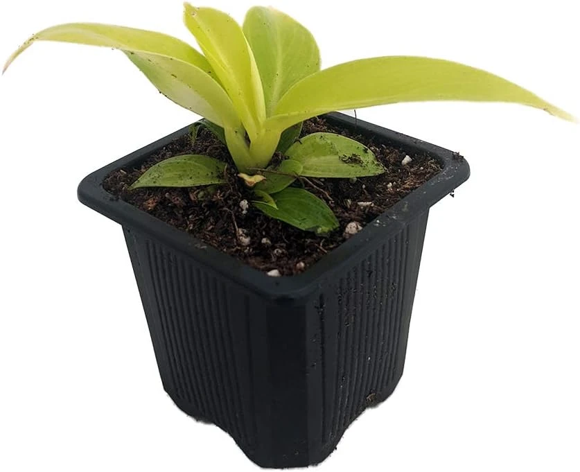 Moonlight Philodendron Live Plant – 2.5 inch Pot – Indoor Houseplant - Image 1