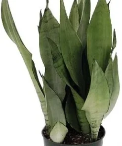 Moonshine Snake Plant Live Plant – Sansevieria Trifasciata – 6 inch Pot – Indoor - Image 2