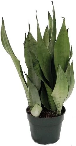 Moonshine Snake Plant Live Plant – Sansevieria Trifasciata – 6 inch Pot – Indoor - Image 2