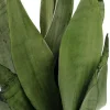 Moonshine Snake Plant Live Plant – Sansevieria Trifasciata – 6 inch Pot – Indoor - Image 1
