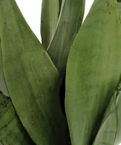 Moonshine Snake Plant Live Plant – Sansevieria Trifasciata – 6 inch Pot – Indoor - Image 1