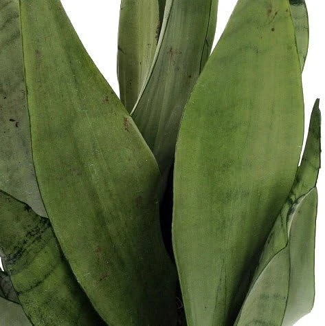 Moonshine Snake Plant Live Plant – Sansevieria Trifasciata – 6 inch Pot – Indoor - Image 1