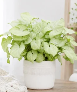 Moonshine Syngonium Live Plant - Silver Green Arrowhead, 4 Inch Pot, Indoor Houseplant - Image 3
