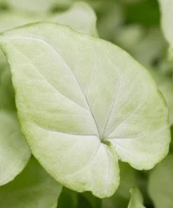 Moonshine Syngonium Live Plant - Silver Green Arrowhead, 4 Inch Pot, Indoor Houseplant - Image 4
