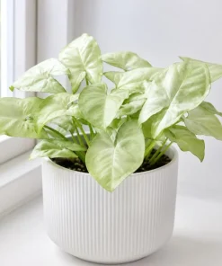 Moonshine Syngonium Live Plant - Silver Green Arrowhead, 4 Inch Pot, Indoor Houseplant - Image 5