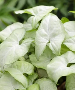 Moonshine Syngonium Live Plant - Silver Green Arrowhead, 4 Inch Pot, Indoor Houseplant - Image 6