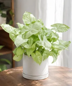 Moonshine Syngonium Live Plant - Silver Green Arrowhead, 4 Inch Pot, Indoor Houseplant - Image 7