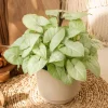Moonshine Syngonium Live Plant - Silver Green Arrowhead, 4 Inch Pot, Indoor Houseplant - Image 1