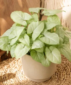 Moonshine Syngonium Live Plant - Silver Green Arrowhead, 4 Inch Pot, Indoor Houseplant - Image 1