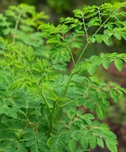 Moringa Oleifera Live Plant - 2 Pack Drumstick Tree Seedlings, 3-5 Inches Tall, Outdoor - Image 2