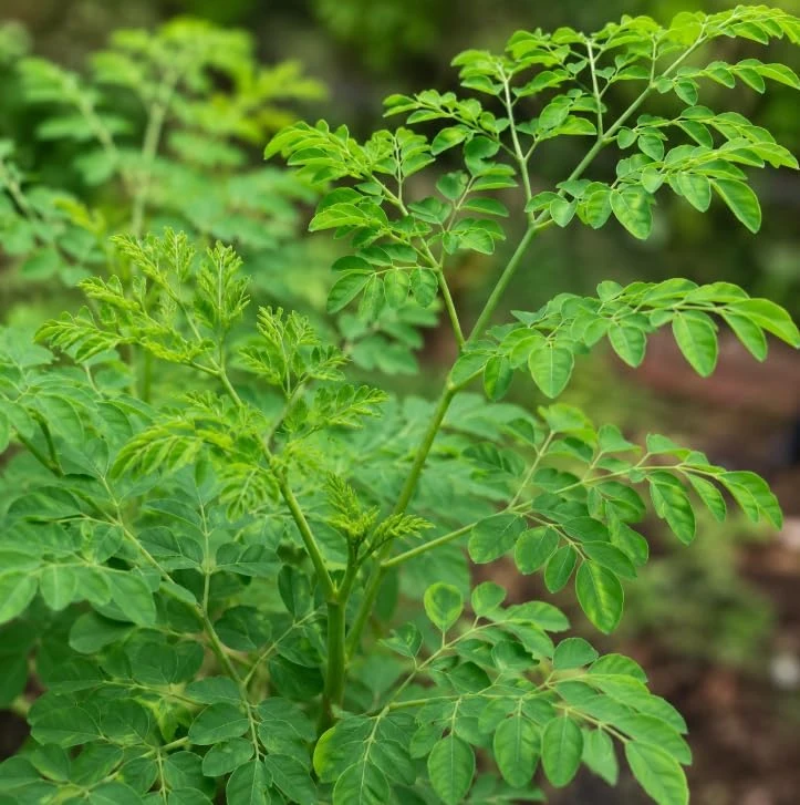 Moringa Oleifera Live Plant - 2 Pack Drumstick Tree Seedlings, 3-5 Inches Tall, Outdoor - Image 2