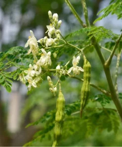 Moringa Oleifera Live Plant - 2 Pack Drumstick Tree 3-5 Inch Tall Tropical Outdoor - Image 2