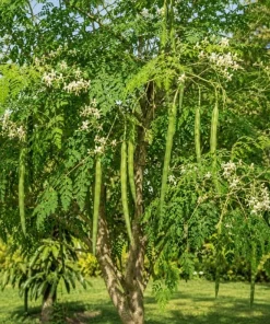 Moringa Oleifera Live Plant - 2 Pack Drumstick Tree Seedlings, 3-5 Inches Tall, Outdoor - Image 3