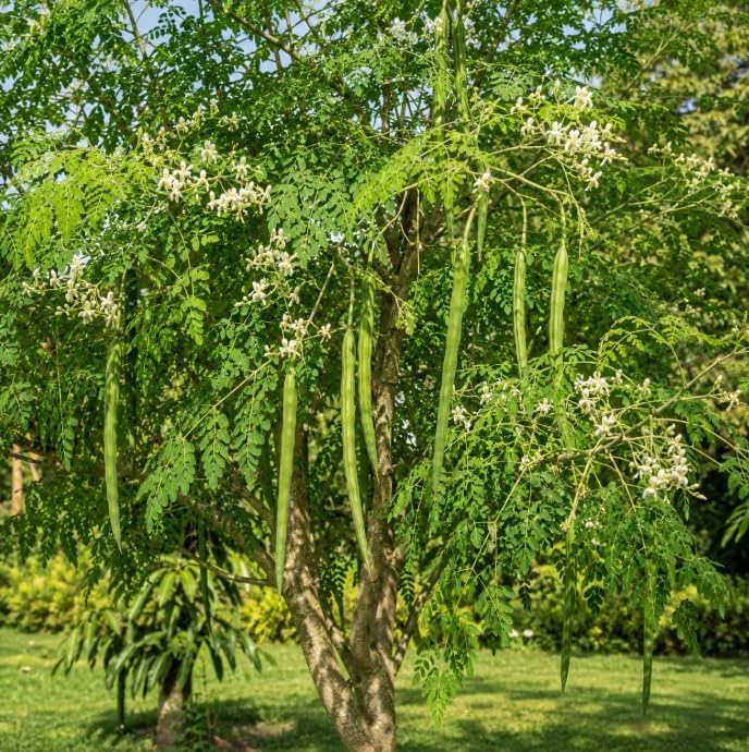 Moringa Oleifera Live Plant - 2 Pack Drumstick Tree Seedlings, 3-5 Inches Tall, Outdoor - Image 3