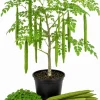 Moringa Oleifera Live Plant - 2 Pack Drumstick Tree 3-5 Inch Tall Tropical Outdoor - Image 1