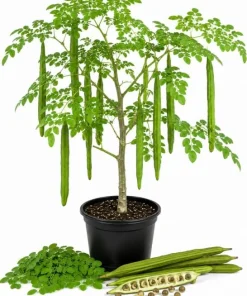 Moringa Oleifera Live Plant - 2 Pack Drumstick Tree 3-5 Inch Tall Tropical Outdoor - Image 1