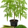 Moringa Oleifera Live Plant - 2 Pack Drumstick Tree Seedlings, 3-5 Inches Tall, Outdoor - Image 1