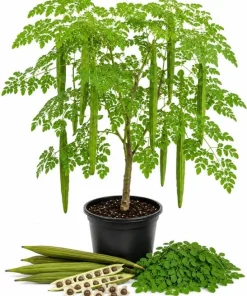Moringa Oleifera Live Plant - 2 Pack Drumstick Tree Seedlings, 3-5 Inches Tall, Outdoor - Image 1
