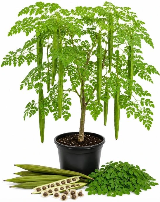Moringa Oleifera Live Plant - 2 Pack Drumstick Tree Seedlings, 3-5 Inches Tall, Outdoor - Image 1