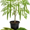 Moringa Oleifera Live Plant - Drumstick Tree, 12-18 Inch Tall, 2 Pack, Tropical - Image 1