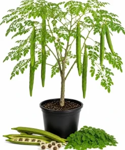 Moringa Oleifera Live Plant - Drumstick Tree, 12-18 Inch Tall, 2 Pack, Tropical - Image 1