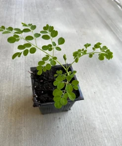 Moringa Tree Live Plant – 4 inch Pot, 8-10 inch Tall, Healthy Seedling - Image 2