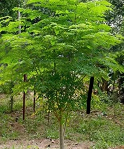 Moringa Tree Live Plant – 4 inch Pot, 8-10 inch Tall, Healthy Seedling - Image 3