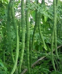 Moringa Tree Live Plant – 4 inch Pot, 8-10 inch Tall, Healthy Seedling - Image 4