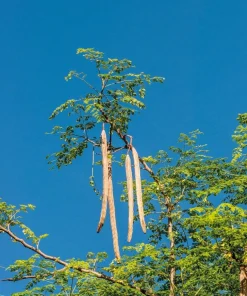 Moringa Tree Live Plant – 4 inch Pot, 8-10 inch Tall, Healthy Seedling - Image 5