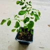 Moringa Tree Live Plant – 4 inch Pot, 8-10 inch Tall, Healthy Seedling - Image 1