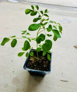 Moringa Tree Live Plant – 4 inch Pot, 8-10 inch Tall, Healthy Seedling - Image 1