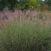 Morning Light Maiden Grass Live Plant – Gallon Pot – Miscanthus – Zones 5-9 - Image 1