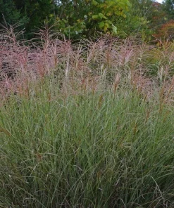 Morning Light Maiden Grass Live Plant – Gallon Pot – Miscanthus – Zones 5-9 - Image 1