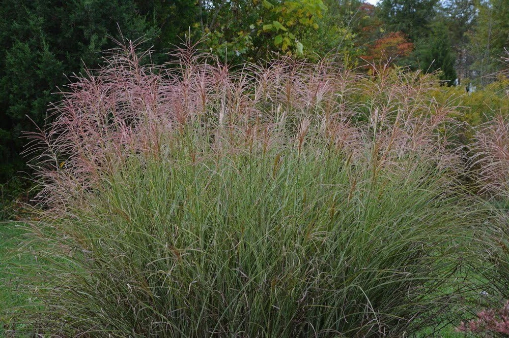 Morning Light Maiden Grass Live Plant – Gallon Pot – Miscanthus – Zones 5-9 - Image 1