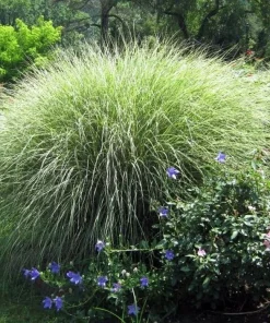 Morning Light Maiden Grass Live Plant – Gallon Pot – Miscanthus – Zones 5-9 - Image 2