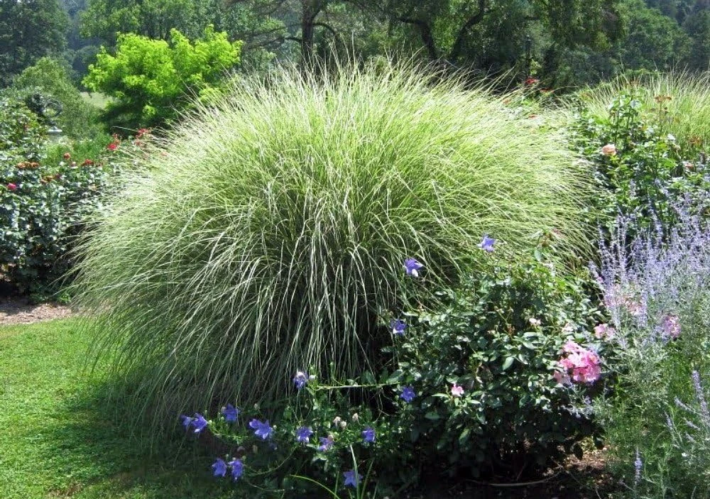 Morning Light Maiden Grass Live Plant – Gallon Pot – Miscanthus – Zones 5-9 - Image 2