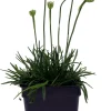 Morning Star Deep Rose Thrift Live Plant - Armeria Maritima - 2.5" Pot - Image 1