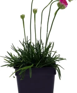 Morning Star Deep Rose Thrift Live Plant - Armeria Maritima - 2.5