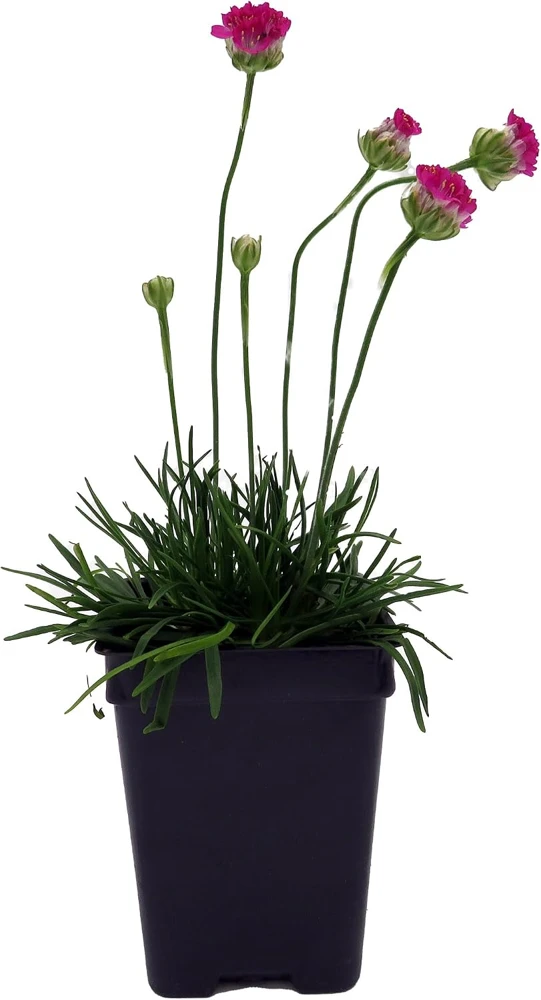 Morning Star Deep Rose Thrift Live Plant - Armeria Maritima - 2.5" Pot - Image 1