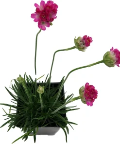 Morning Star Deep Rose Thrift Live Plant - Armeria Maritima - 2.5" Pot - Image 2