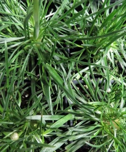 Morning Star Deep Rose Thrift Live Plant - Armeria Maritima - 2.5
