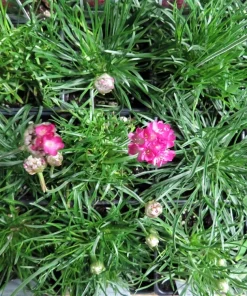 Morning Star Deep Rose Thrift Live Plant - Armeria Maritima - 2.5