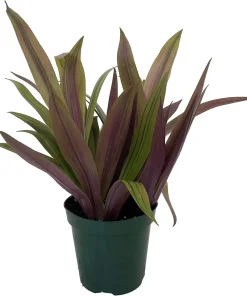 Moses in the Cradle Plant – Rhoeo spathacea discolor Live Plant – 4 inch Pot – Indoor Houseplant - Image 2
